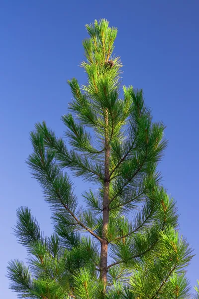 Single pine tree and the blue sky. — Stock Photo, Image