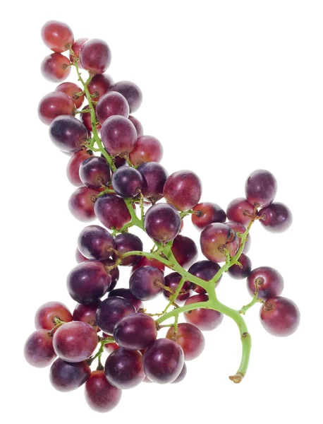 Druiven op wit — Stockfoto