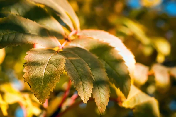Autumn leaves, shallow focus — Stock Photo, Image