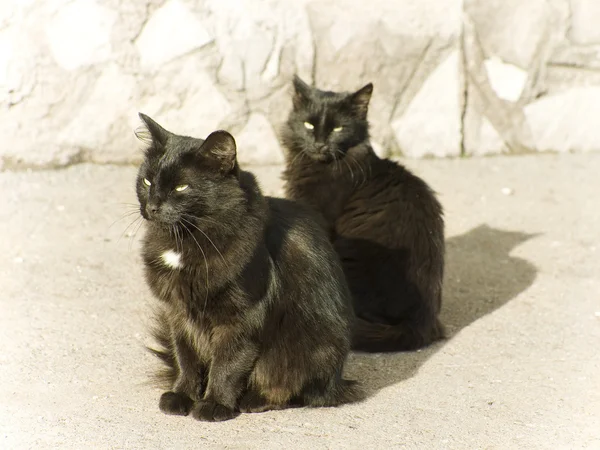 stock image Cats think of a life