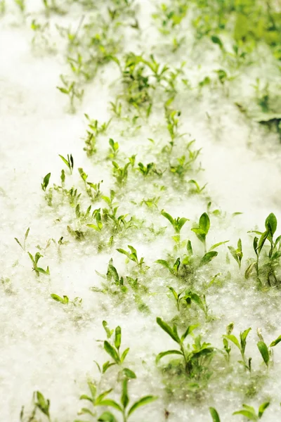 Grama verde e choupo fluff — Fotografia de Stock