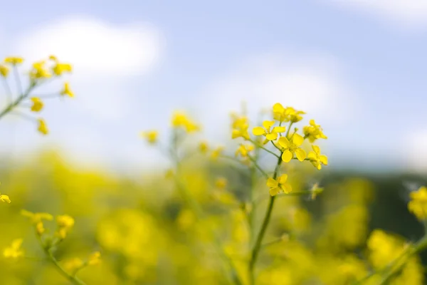 stock image Spring flowers close up background