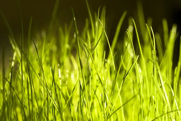 Зеленая трава вблизи фона — стоковое фото