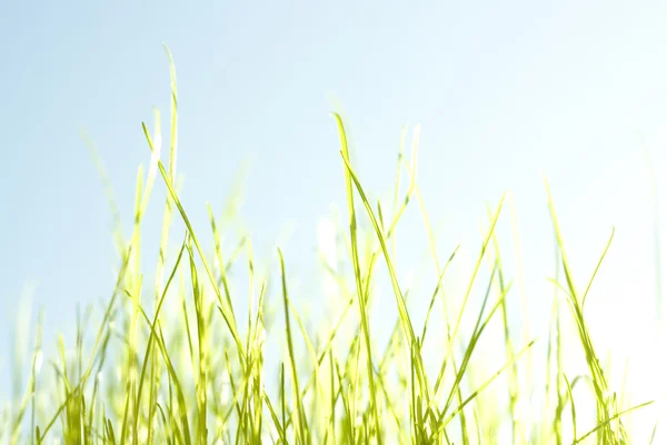 緑の草をクローズ アップの背景 — ストック写真