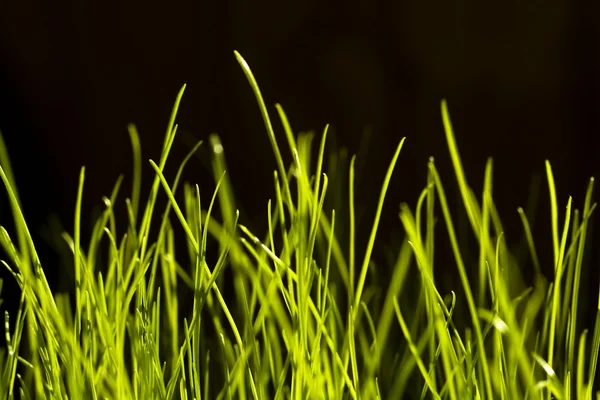 Πράσινο γρασίδι, κλείνω φόντο — Φωτογραφία Αρχείου
