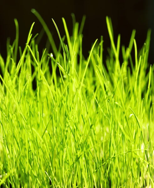 Hierba verde primer plano fondo — Foto de Stock