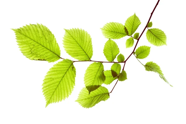 Blätter isoliert auf weißem Hintergrund — Stockfoto