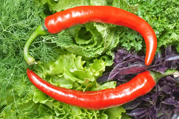 Red hot chili peppers on sheet of the salad — Stock Photo, Image