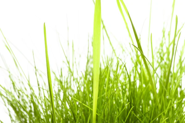 Πράσινο γρασίδι — Φωτογραφία Αρχείου
