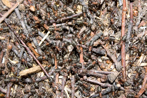 Close-up of a colony of ants — Stock Photo, Image