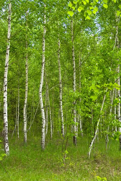 Scena wiosna w lesie — Zdjęcie stockowe