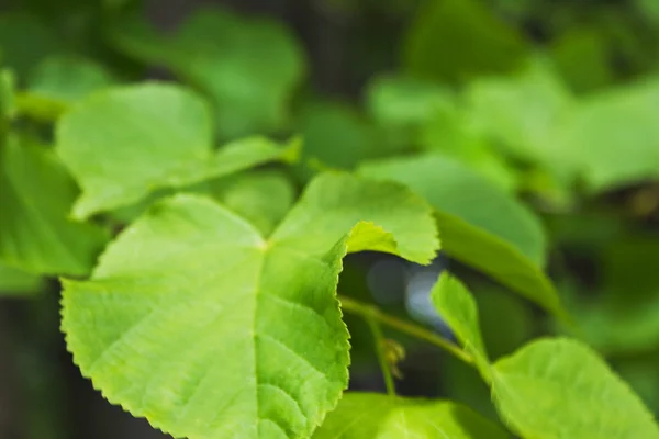 緑の葉のクローズ アップの背景 — ストック写真