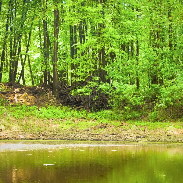 Summer landscape: lake in the forest — Stock Photo, Image