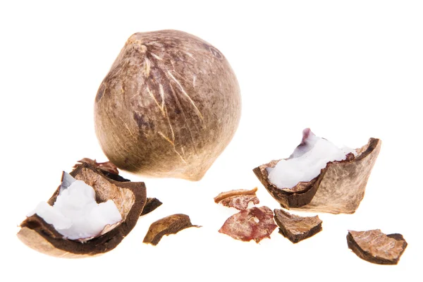 Coconut isolated on a white background — Stock Photo, Image
