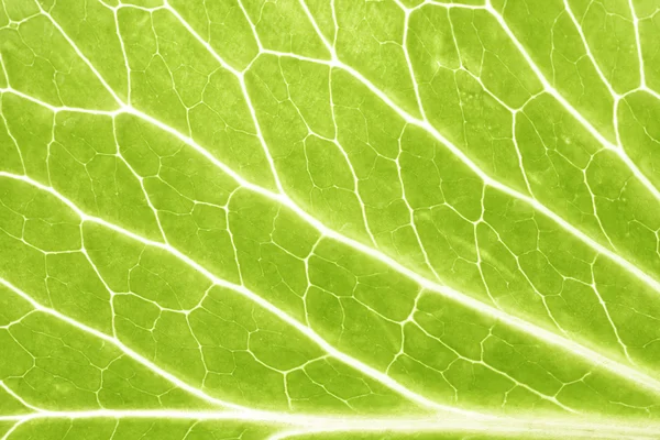 Ackground of green leaves close-up — Stock Photo, Image