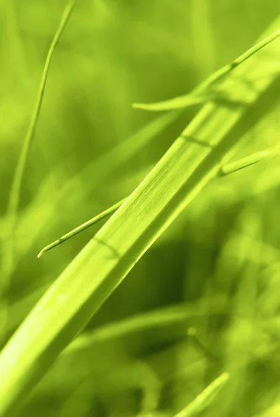 Trawa zielona — Zdjęcie stockowe