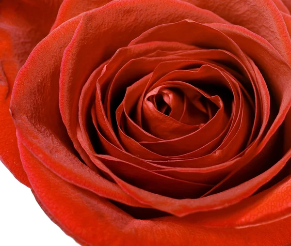 stock image Red rose