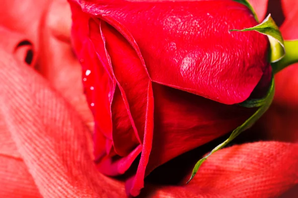 Red rose close up background. — Stock Photo, Image