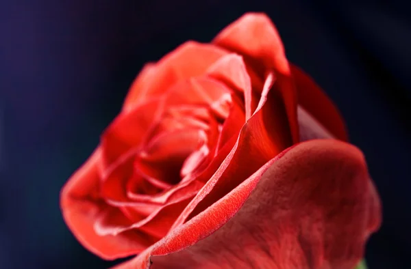 Роза на черном — стоковое фото