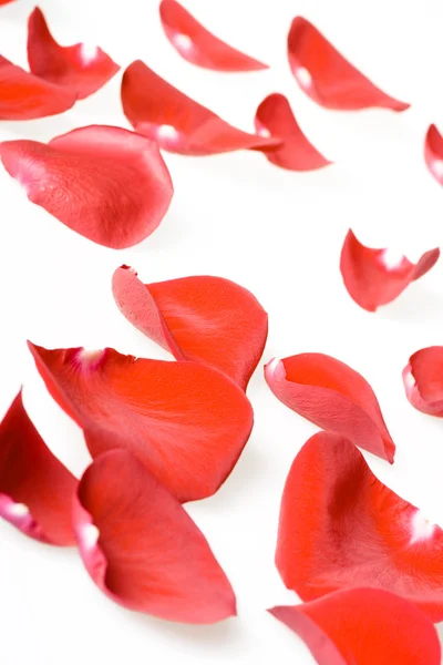 stock image Rose petals