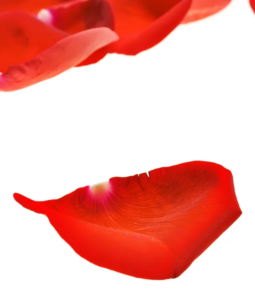 stock image Rose petals