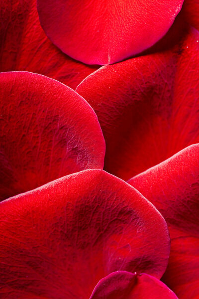 Red rose petals close-up.