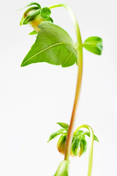 Closeup rostlin — Stock fotografie