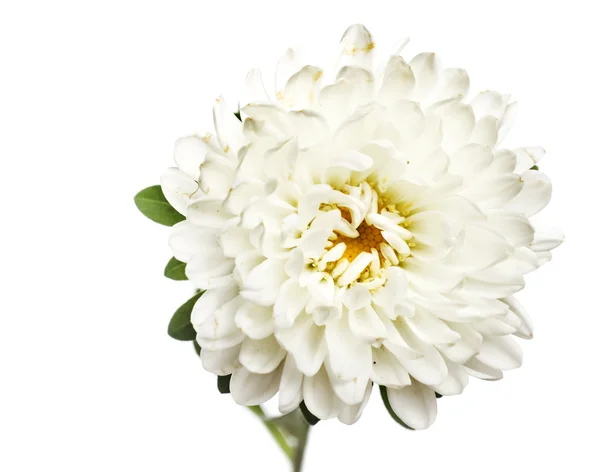 花は白で隔離されます。 — ストック写真