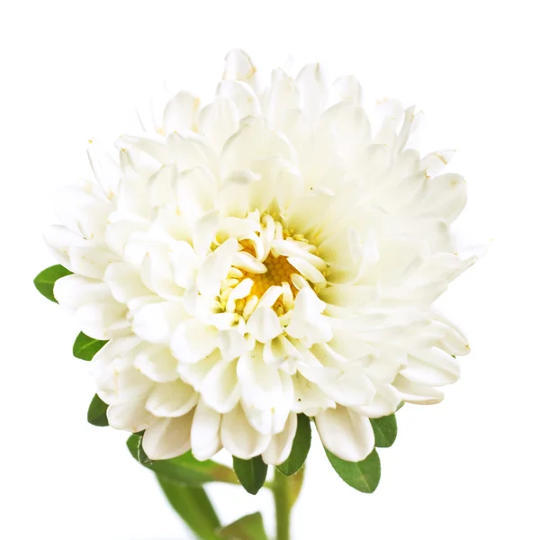 白い背景に孤立した花 — ストック写真