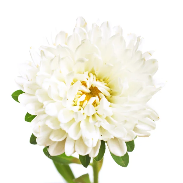 stock image Flower isolated on white background