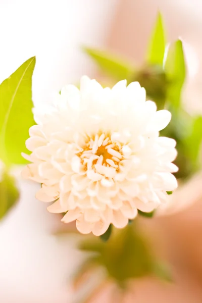 Spring flowers close up background — Stock Photo, Image