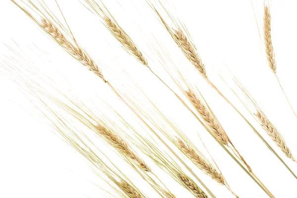 Oreilles de blé isolées sur fond blanc — Photo