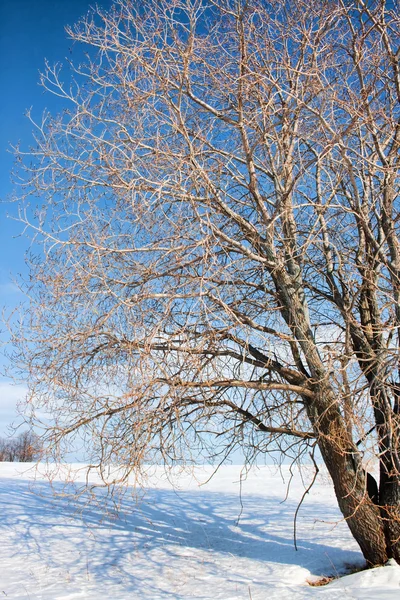 雪中的树 — 图库照片