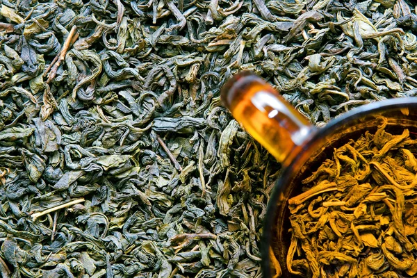 Coupe et culture du thé — Photo
