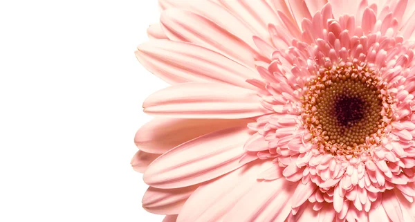 Daisy isolated — Stock Photo, Image