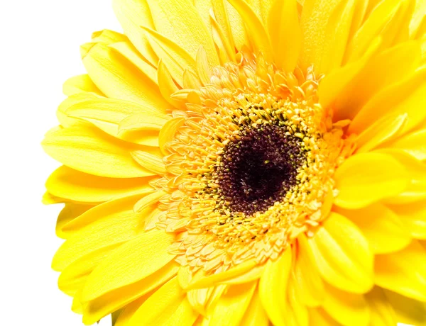 Daisy isolated — Stock Photo, Image