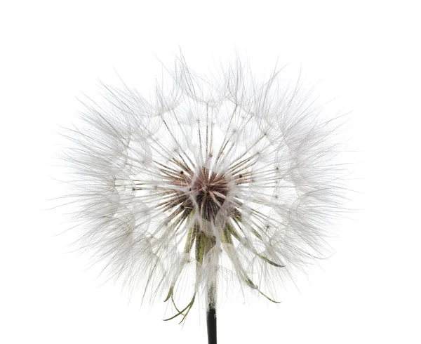 Dandelion fluff — Stock Photo, Image