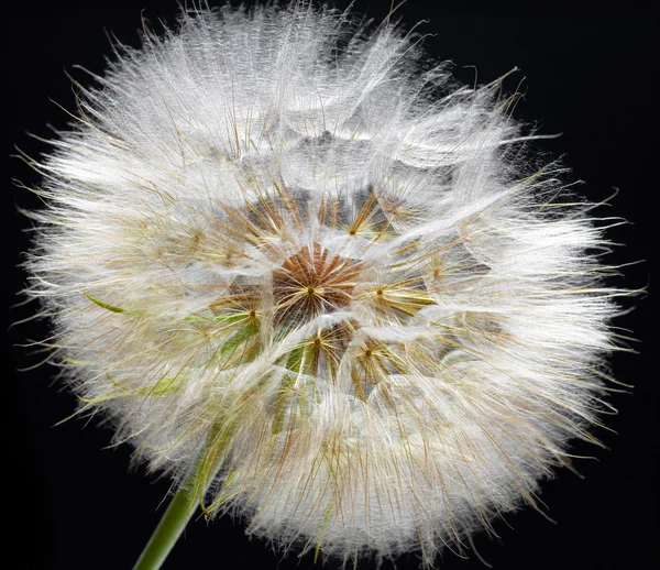 Löwenzahn auf schwarz — Stockfoto