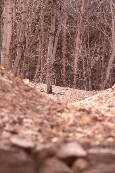 stock image Spooky forest with dry trees