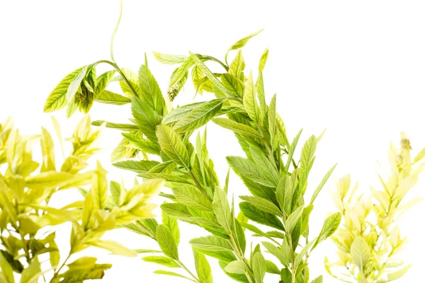 Plant closeup — Stock Photo, Image