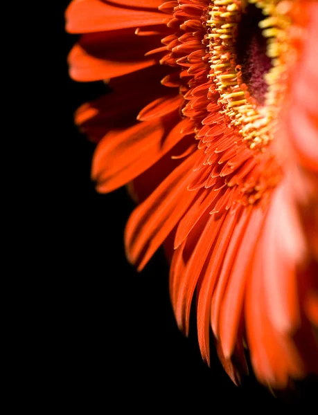 Μαργαρίτα λουλούδι — Φωτογραφία Αρχείου