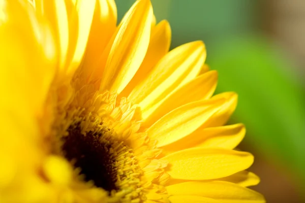 stock image Flower