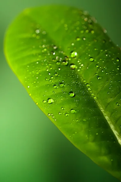녹색 잎의 배경 — 스톡 사진