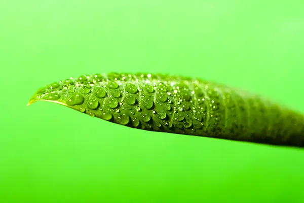 Background of green leaves close-up — Stock Photo, Image