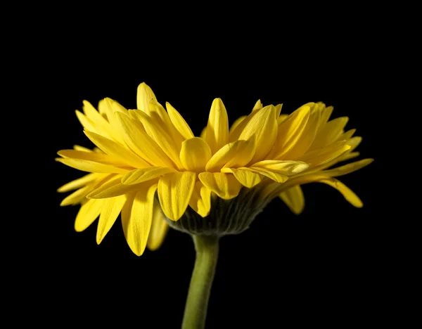 Flor de margarita — Foto de Stock
