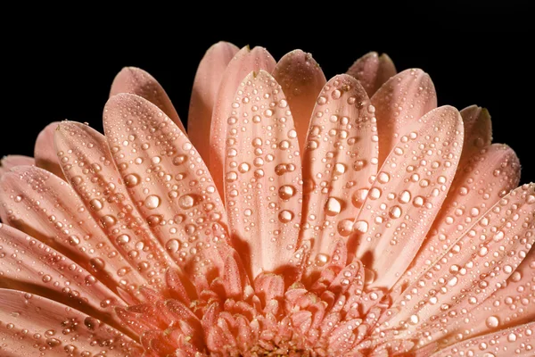 stock image Daisy flower