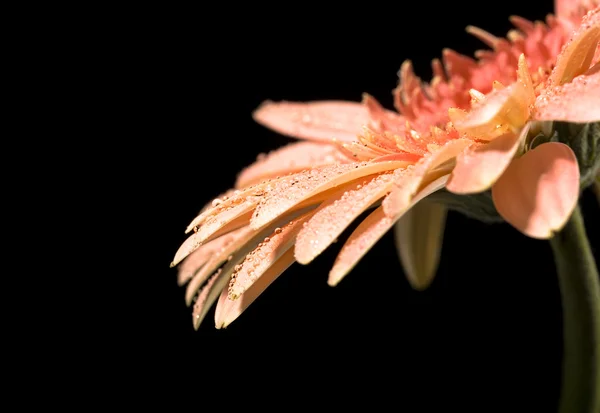 デイジーの花 — ストック写真