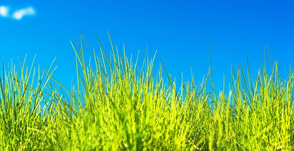Çimenler ve mavi gökyüzü — Stok fotoğraf