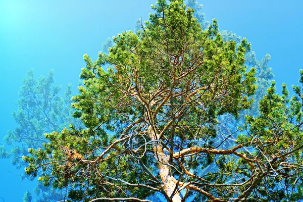 Baum und blauer Himmel — Stockfoto