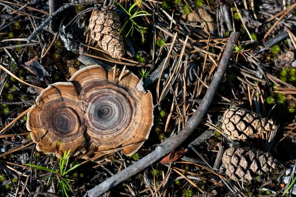 Champignons sur fond de cônes de pin — Photo